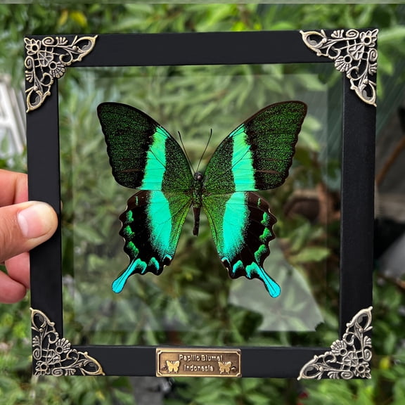 Real Papilio Blumei Butterfly Wall Decor Framed Green Swallowtail Art Display, Decorative Shadow Box, Nature Inspired Home Gift