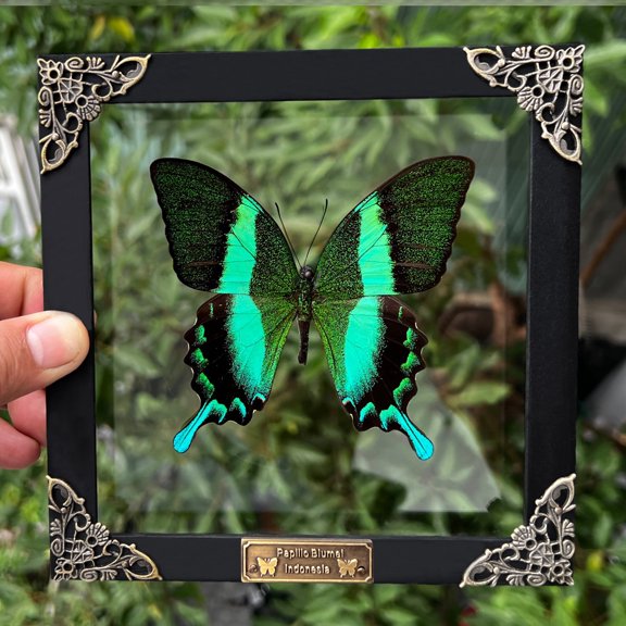Real Papilio Blumei Butterfly Wall Decor – Framed Green Swallowtail Art Display, Decorative Shadow Box, Nature Inspired Home Gift