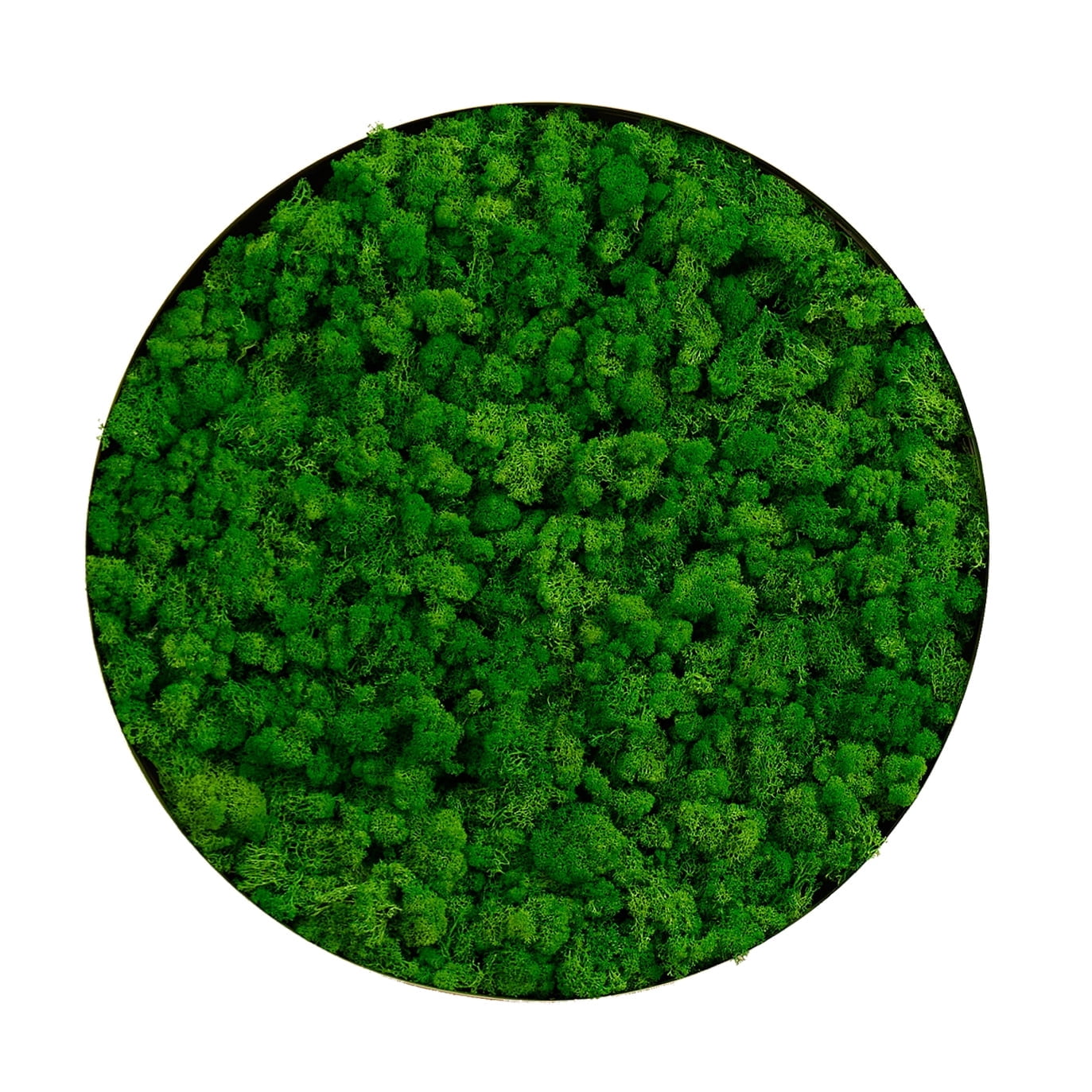 Real Preserved Moss Wall Decor, No Maintenance Required Eco Natural ...