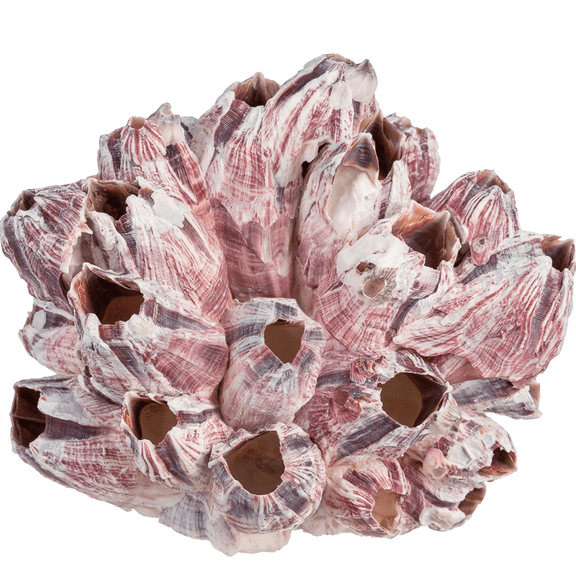Real Purple Barnacle Cluster 5-7" Aquarium Ornament Piece for Decor - Natural Barnacle Cluster