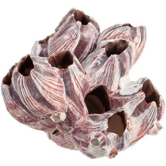 Real Purple Barnacle Cluster 5-7" Aquarium Ornament Piece for Decor - Natural Barnacle Cluster