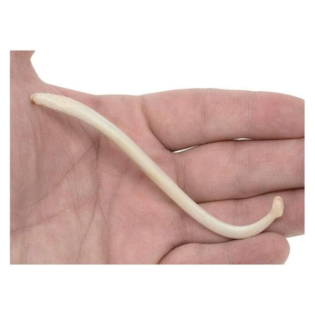 Real Raccoon Penile Baculum Bone Jumbo 5+ Inches (ONE Piece)