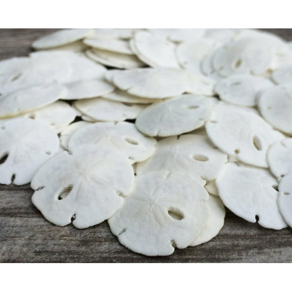 Real Sand Dollars 0.50" to 0.75" (Set of 50) Sand Dollar Shells Wedding Seashell for Crafts