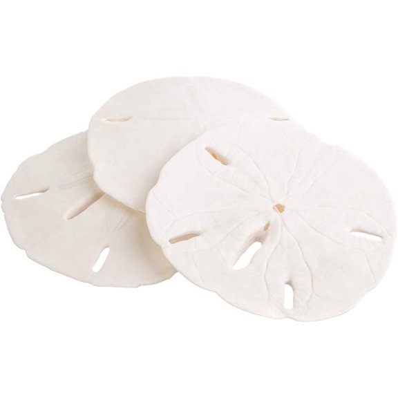 Real Sand Dollars 3" to 3.5" (3 Pack) Sand Dollar Wall Art & Ornament Set Beach Wedding Decor Nautical Party Table Decor Mini Shells for Crafts Coastal Gifts