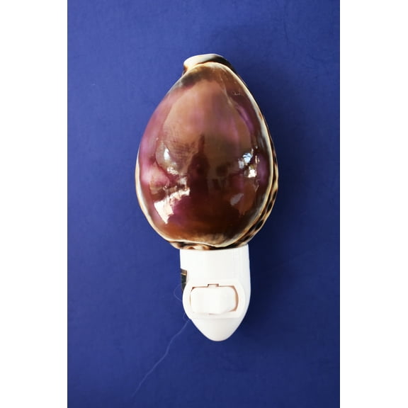 Real Seashell Night Light Purple Top Tiger Cowrie Shell Decorative Beach Decor