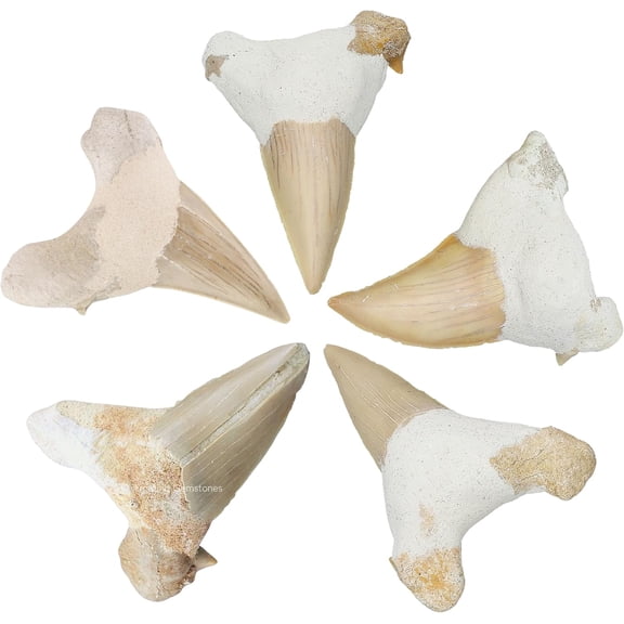 Real Shark Tooth Fossil for Men & Women Natural Shark Teeth Jewelry for Collection, DIY Crafts, Educational Use & Gift (5 Piece)
