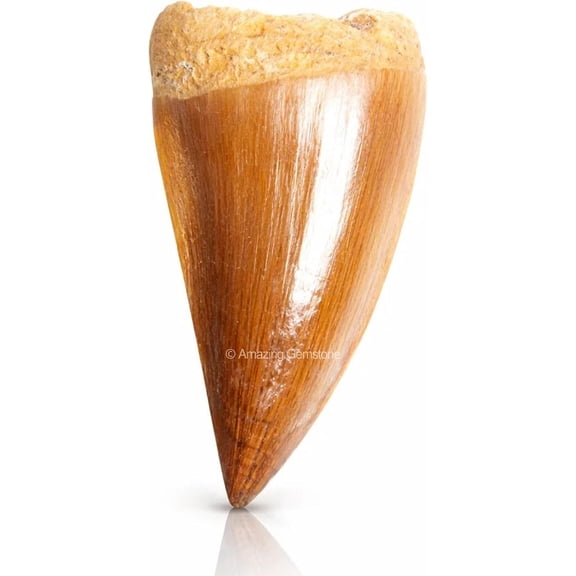 Real Shark Tooth Fossil for Men & Women Natural Shark Teeth Jewelry for Collection, DIY Crafts, Educational Use & Gift (Small)