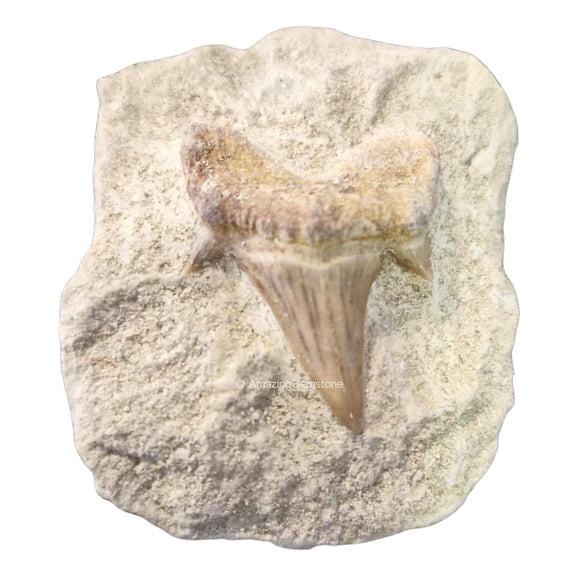 Real Shark Tooth Fossil in Stone  Natural Fossil for Collection, Display & Educational Use (1 Piece)