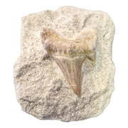 Real Shark Tooth Fossil in Stone   Natural Fossil for Collection, Display & Educational Use 1 Piece