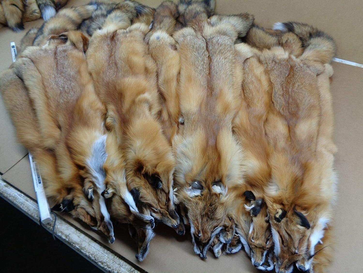 Real Tanned Hide Fur Pelt Face Tail 4550" (Grade 1)