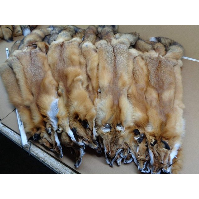 Real Tanned Red Hide Fur Pelt Face Tail 4550" (Grade 1)