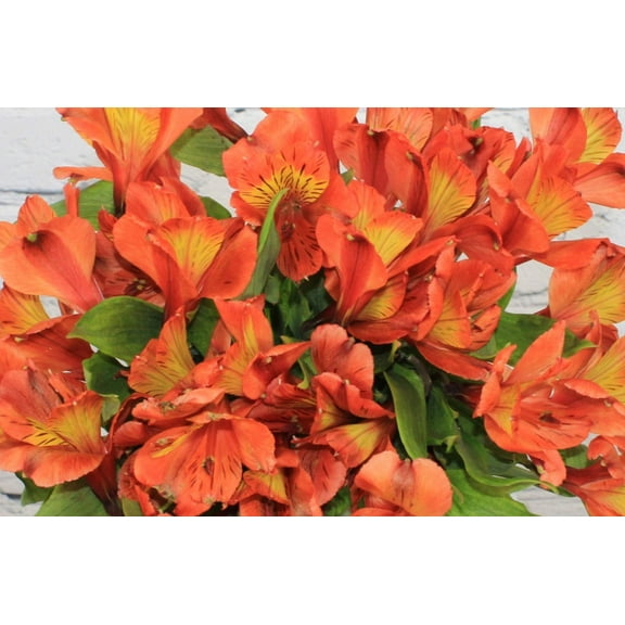 Real Touch Flowers - Fresh & Natural Alstroemeria Orange - 1 Bunch (10 Stems)