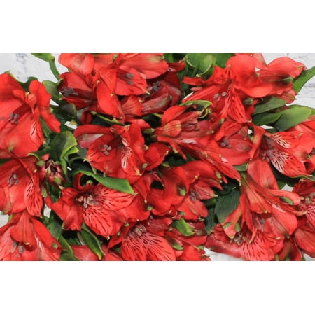 Real Touch Flowers - Fresh & Natural Alstroemeria Red - 1 Bunch (10 Stems)