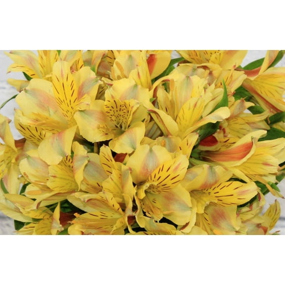 Real Touch Flowers - Fresh & Natural Alstroemeria Yellow - 1 Bunch (10 Stems)