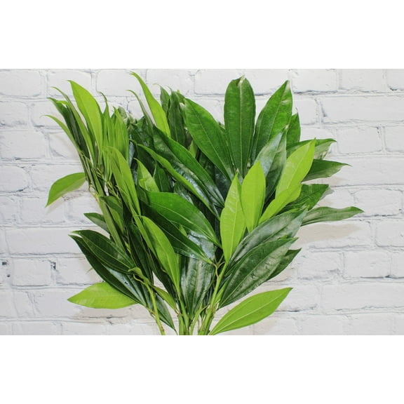 Real Touch Flowers - Fresh & Natural Cocculus - 1 Bunch (10 stems)