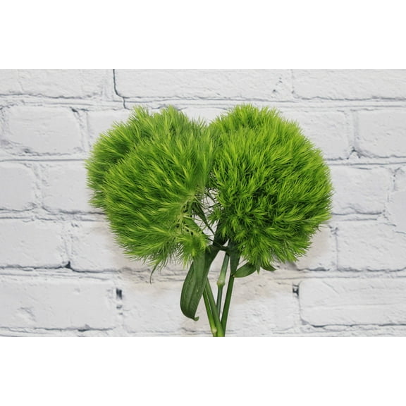Real Touch Flowers - Fresh & Natural Dianthus Green Ball - 1 Bunch (10 Stems)