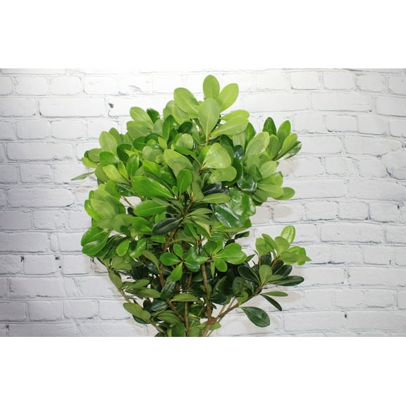 Real Touch Flowers - Fresh & Natural Green Pittosporum - 1 Bunch (10 Stems)