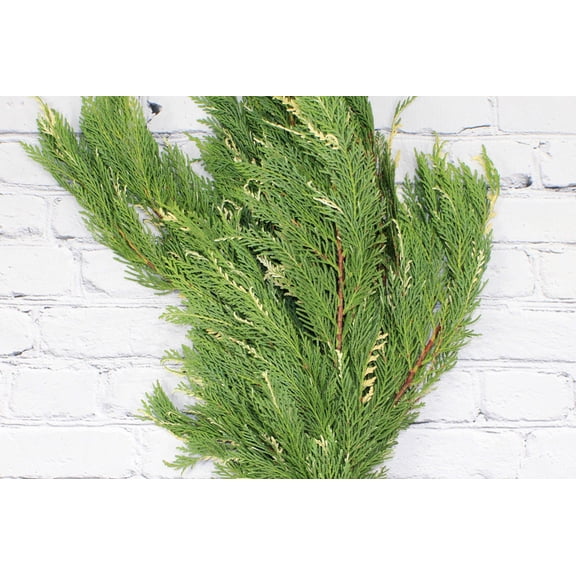 Real Touch Flowers - Fresh & Natural Leyland Cedar Variegated - 1 Bunch (10 Stems)
