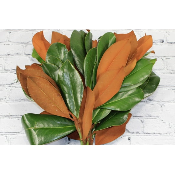 Real Touch Flowers - Fresh & Natural Magnolia Branches - 1 Bunch (5 Stems)
