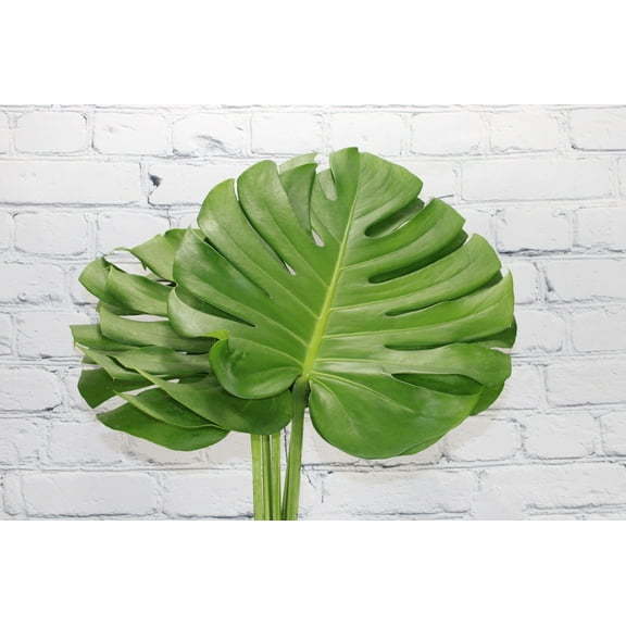 Real Touch Flowers - Fresh & Natural Monstera Fern - 1 Bunch (5 Stems)