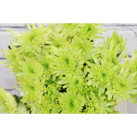 Real Touch Flowers - Fresh & Natural Pompon Cushion Green - 1 Bunch (10 stems)