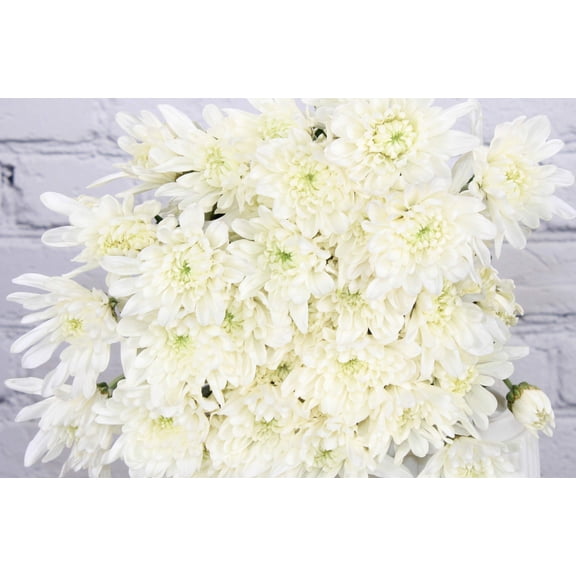 Real Touch Flowers - Fresh & Natural Pompon Cushion White - 1 Bunch (10 stems)