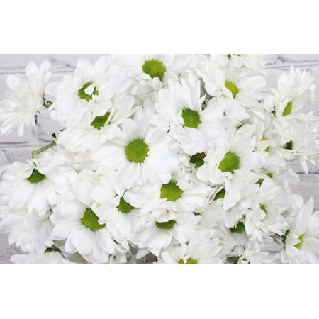 Real Touch Flowers - Fresh & Natural Pompon Daisy White - 1 Bunch (10 Stems)
