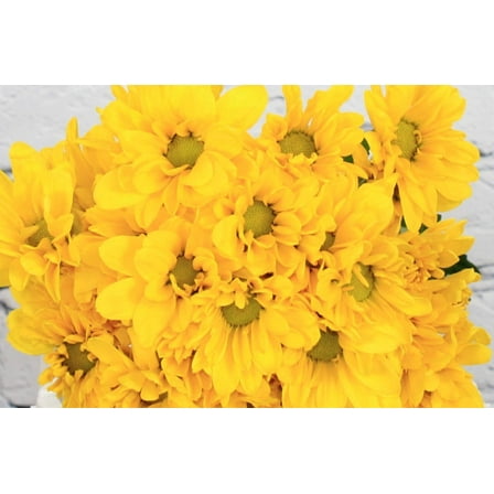 Real Touch Flowers - Fresh & Natural Pompon Daisy Yellow - 1 Bunch (10 Stems)