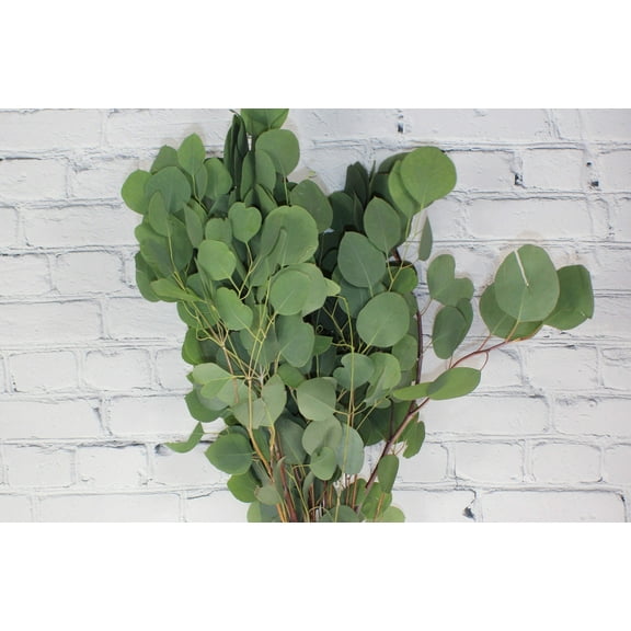 Real Touch Flowers - Fresh & Natural Silver Dollar Euc - 1 Bunch (10 Stems)