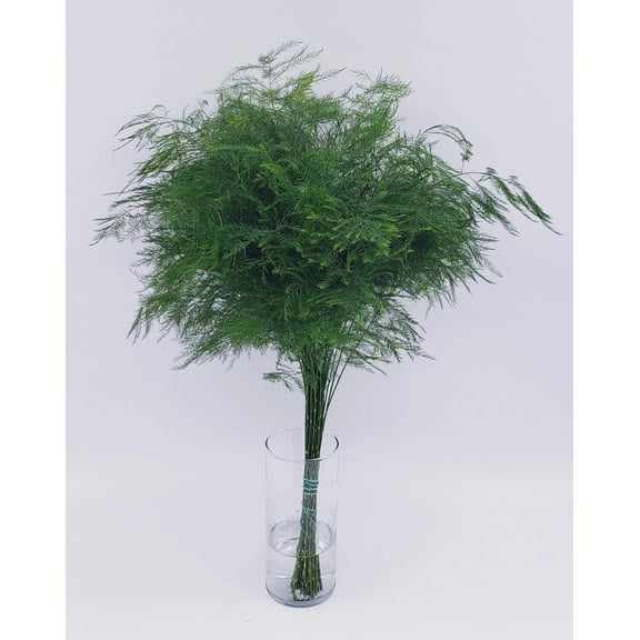 Real Touch Flowers - Fresh & Natural Tree Fern - 1 Bunch (20 Stems)