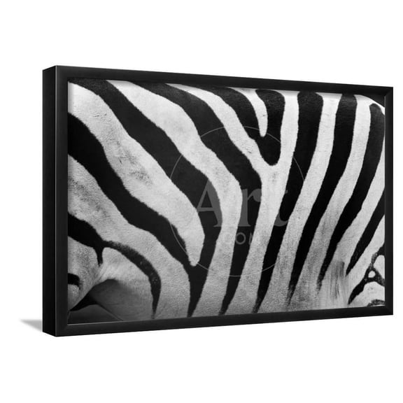 Real Zebra Pattern CloseUp Black and White Stripes Background, Animals Framed Art Print Wall Art by Michal Bednarek Sold by Art.Com
