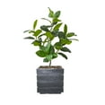 thumbnail image 1 of Real touch 60" fake Rubber tree in a fiberstone planter, 1 of 1