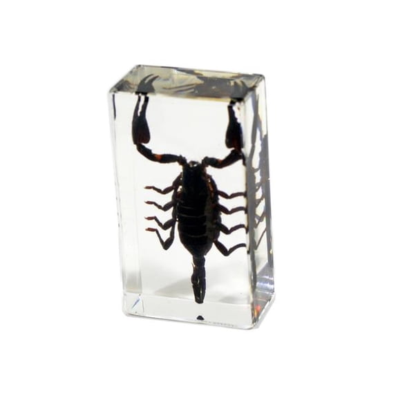 Realbug  1.62 x 2.87 x 1 in. Real Black Scorpion Paperweight, Clear