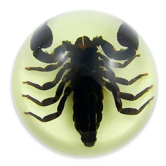 Realbug  3.5 x 1.75 in. Glow in the Dark Black Scorpion Dome, Clear