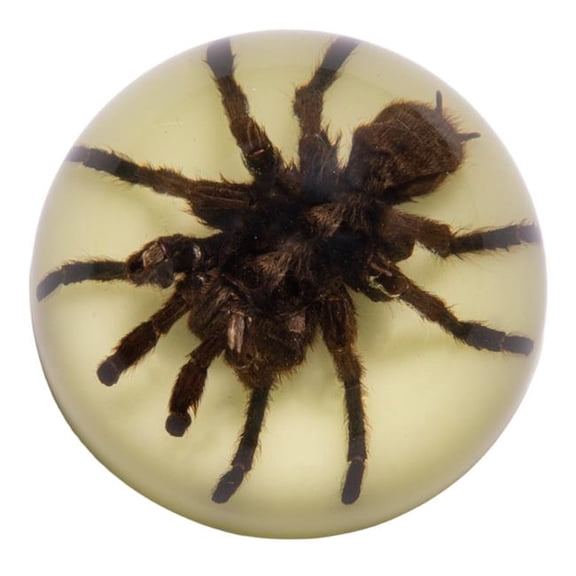 Realbug  3.5 x 1.75 in. Glow in the Dark Tarantula Dome, Clear