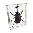 thumbnail image 1 of Realbug  3 x 3 x 1 in. Real Rhinoceros Beetle Paperweight, Clear, 1 of 1
