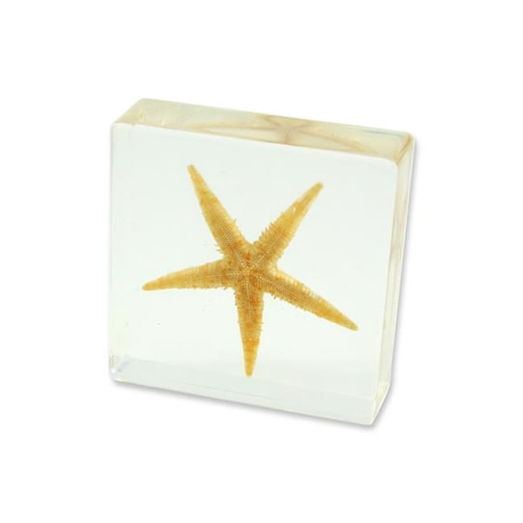Realbug  3 x 3 x 1 in. Real Starfish Paperweight, Clear