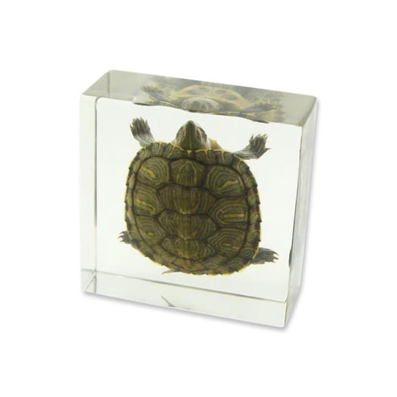 Realbug  3 x 3 x 1 in. Real Turtle Paperweight, Clear