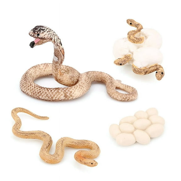 Realistic Animal Life Growth Cycle Biological Model Toys Snake Growth Cycle Biological Mod2Xk3445