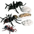 thumbnail image 1 of Realistic Ant Growth Cycle Figurine Set Kids Simulated Animal Educational Toys, 1 of 5
