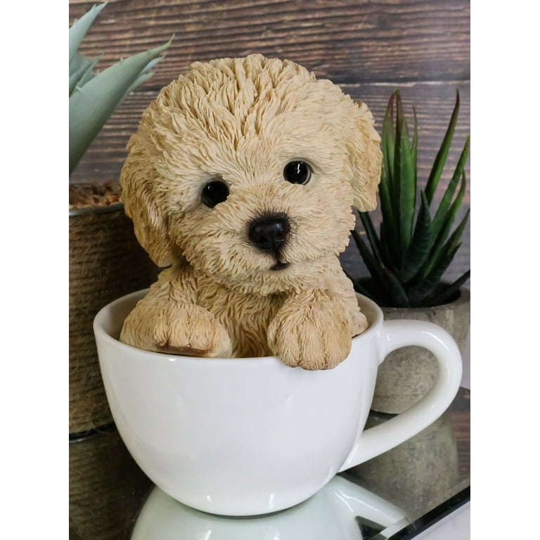 Poodle teacup cheap puppy