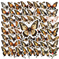 thumbnail image 1 of Realistic Butterfly Stickers, Waterproof Butterfly Sticker for Water Bottle Laptop Phone Cases Planner Skateboard Luggage Helmet Party Favor Decor, Ideal for Adults Teens Teacher Rewards, 1 of 9