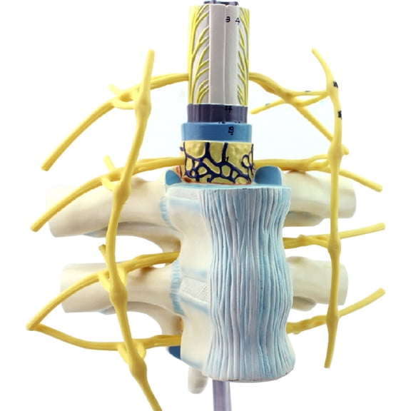 Realistic Expanded Spine Structure Model For Clinical Study Footpaths Visualization