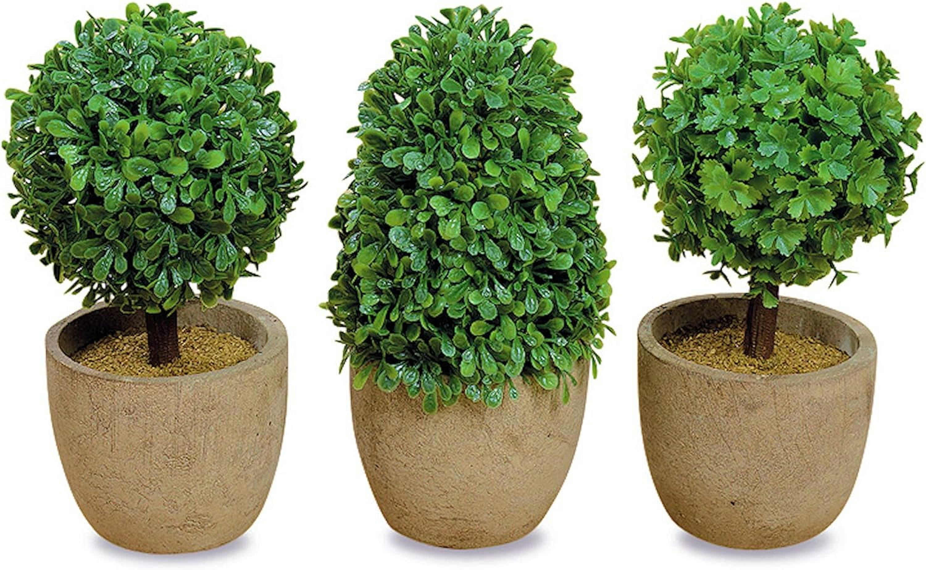 Mini Green Boxwood Topiary Set in Stone Pots, 5.5 Inches