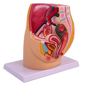 Realistic Female Pelvis Cavity Model Anatomical Reproductive Organs Model Classroom Teaching Tool for Clinical Settings
