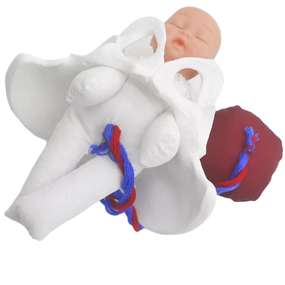 Realistic Gestational Pelvis Demonstration Model Structural Clinical School Teaching Tool For Midwifery Training