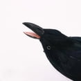 thumbnail image 1 of Realistic Halloween Crows Decor - 12" Feathered Fake Ravens for Outdoor Decorations, Party Props & Photo Booth Accessories, 1 of 3