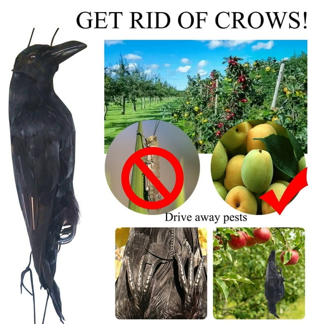 Realistic Hanging Dead Crow Decoy Lifesize Extra Large Black Feathered