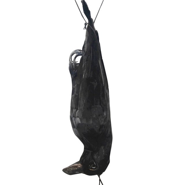 Realistic Hanging Dead Crow Decoy Lifesize Extra Large Black Feathered