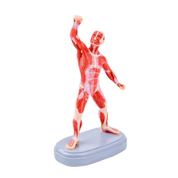 Realistic Human Body Muscle Model Fade PVC Exercise Muscles Structure Model For Artists and Nursing Students